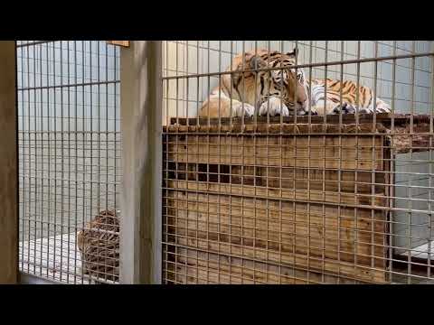 ローラさんとサーシャちゃん親子　アムールトラ　浜松市動物園にて　2026年2月15日 サムネイル