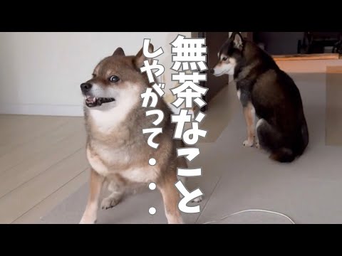 黒柴が無謀な行為！その時胡麻柴は・・・ サムネイル