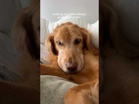 coming home to my golden retriever🥵goldenretreivers dog pup… サムネイル