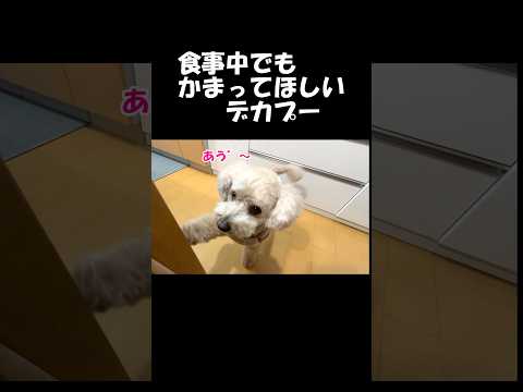 甘えん坊のかまってちゃんすぎる大きいトイプードル＃デカプー＃犬＃toypoodle サムネイル