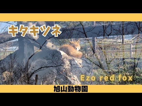 【旭山動物園】キタキツネ🦊[Asahiyama Zoo] Ezo red fox サムネイル