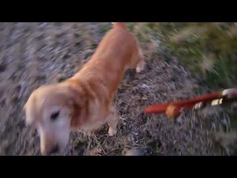 夕暮れ時の田んぼは水分が凍りかけて固くなりつつあっても平気で走るゴールデンレトリバー サムネイル