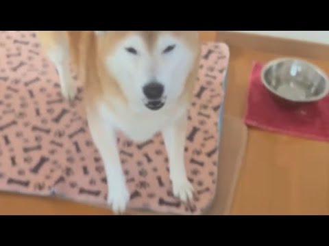 柴犬福 母を出迎える留守番限界マザコン柴犬😂Mother's boy Shiba Inu🤣 サムネイル