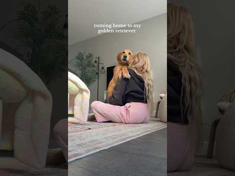 dog-tor coby to rescue🛟goldenpup puppy goldenpupppy dogbree… サムネイル