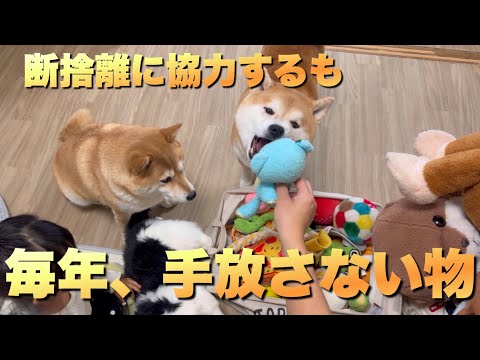 断捨離に協力的な柴犬が、主が捨てて欲しいと願うけど毎年捨てない物 サムネイル