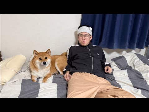 チワワの、のぶなが【柴犬と雑種犬ファミリーの爆笑日常】 がライブ配信中！ サムネイル