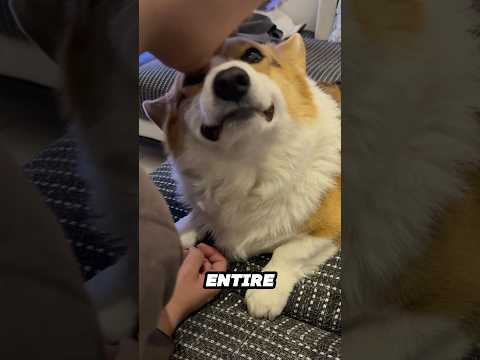 This Corgi’s Reaction After a Kiss Is Hilarious 😂 サムネイル