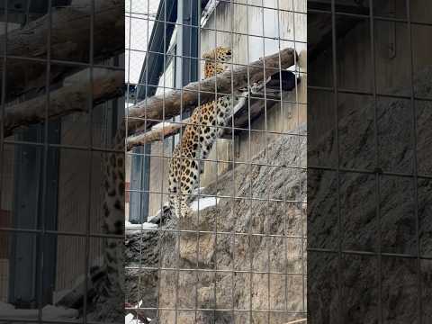 #shorts あ上だ〜アムールヒョウのみらいさん　旭山動物園　2025年12月20日 サムネイル