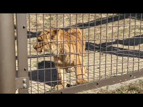 ボクだってヒトリで見回り出来るヨ！　ライオンファミリー　のんほいパークにて　2026年1月23日 サムネイル