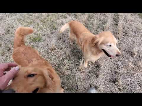 【音声無し】ゴロスリ一段落したらゴールデンレトリバーは食べ物探し、親子で鹿の黒豆大好き。 サムネイル