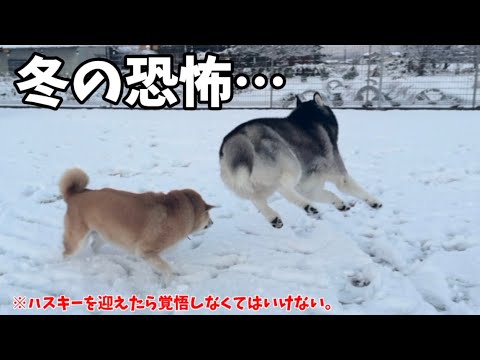 【ハスキーを迎えるなら覚悟して】寝る事が出来ない雪の日がやってきました… サムネイル
