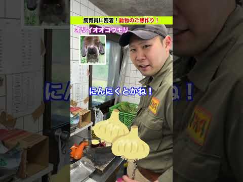 飼育員が作るごはん【オリイオオコウモリ編】 サムネイル