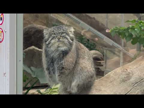 前脚ちょこんと　アズちゃん　マヌルネコ　神戸どうぶつ王国　2025年12月26日 サムネイル