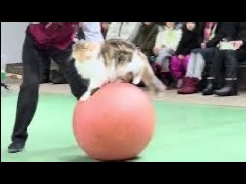 マバタキ厳禁☝️ナツメくんの玉乗り！！なかなか見れない猫によるショー ザ・キャッツ　那須どうぶつ王国にて　2025年1… サムネイル