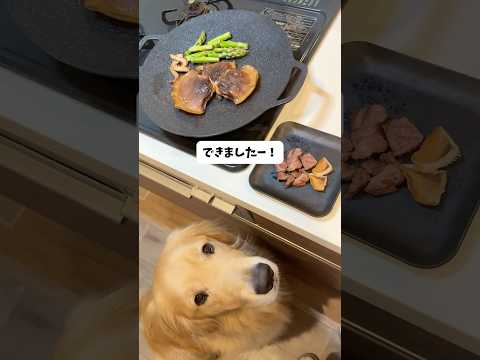 (　ﾟдﾟ)､ﾍﾟｯ 大型犬 ゴールデンレトリバー サムネイル