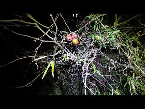 「熊と間違われるよ！」ひとり生えの柿の木の下が捜索ポイントのゴールデンレトリバー親子 サムネイル