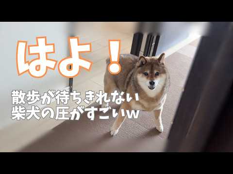 おじさんの歯磨きが待ちきれなくて、ドアの隙間から圧をかけてくる柴犬🫨 サムネイル