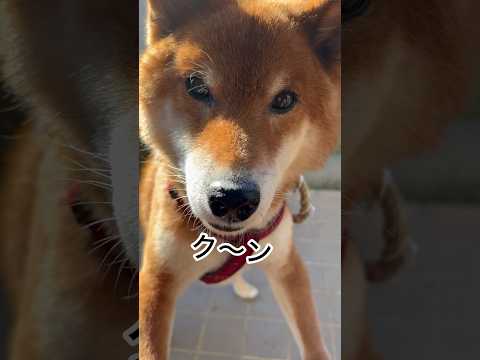 ’26.1.2 可愛い声の力丸… 柴犬 shibainu 柴犬のいる暮らし 柴犬の日常 可愛い犬 カメラ目線 見守り… サムネイル
