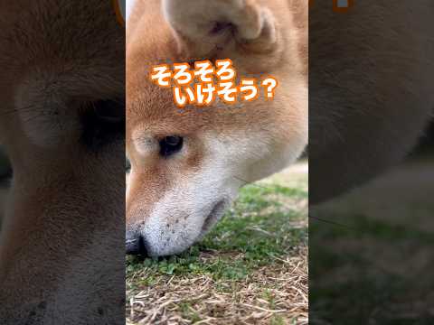 お友達とクローバーの新芽をいただきます　柴犬　柴犬とん サムネイル