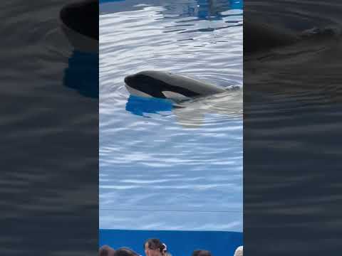 shorts 漂うステラさん☺️ 3回目パフォーマンス前　須磨シーワールドにて　2025年12月25日 サムネイル