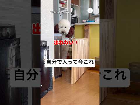 自分で入ったのに、なぜか出れなくなった犬　スタンダードプードル 大型犬　犬　かわいい犬 スヌーピー サムネイル