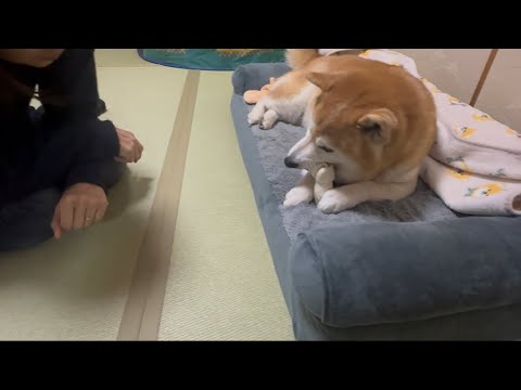 柴犬福 母にアピる柴犬🤣Mother's boy🤣 サムネイル