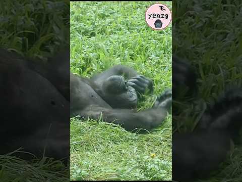 Gorilla Ringo嚕草地好開心啊🥰 gorillatag taipeizoo 金剛猩猩 台北市立動物園 サムネイル