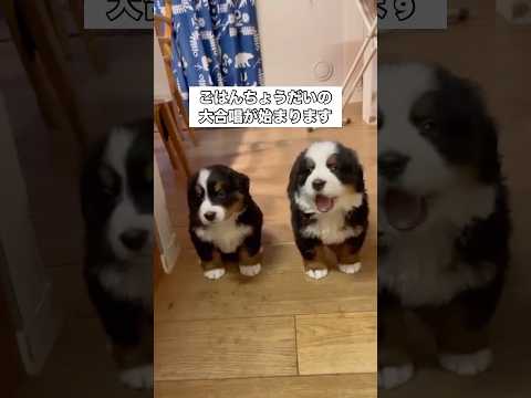 毎食15分前になると我が家のバーニーズパピーはこうなる バーニーズマウンテンドッグ パピー 子犬 shorts サムネイル