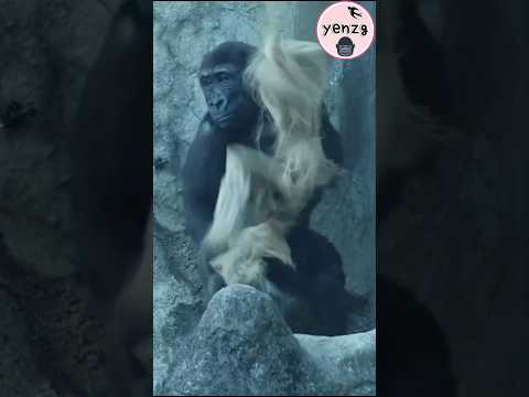 Ringo甩麻布袋好可愛😆 gorilla gorillatag taipeizoo 金剛猩猩 台北市立動物園 sho… サムネイル
