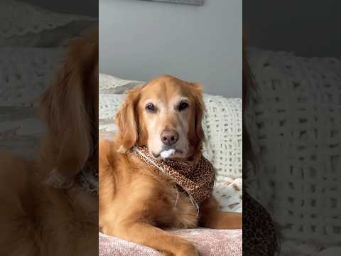 coming home to my golden retriever🥵goldenretreivers dog pup… サムネイル