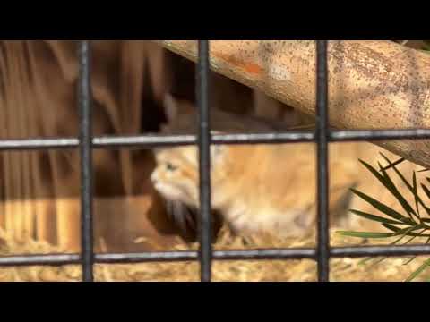 ジウちゃんゴロンして戻る🤭　スナネコ　ごかつら池どうぶつパークにて　2026年1月24日 サムネイル