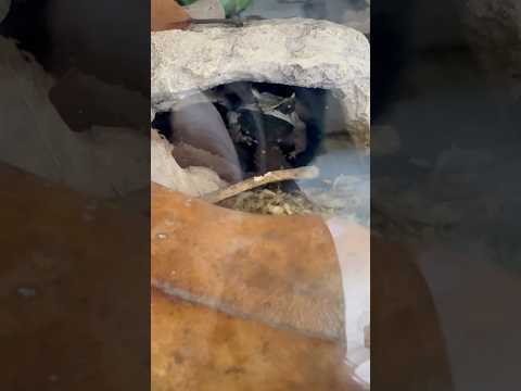 shorts ミツヅノコノハガエル　ごかつら池どうぶつパークにて　2026年1月24日 サムネイル