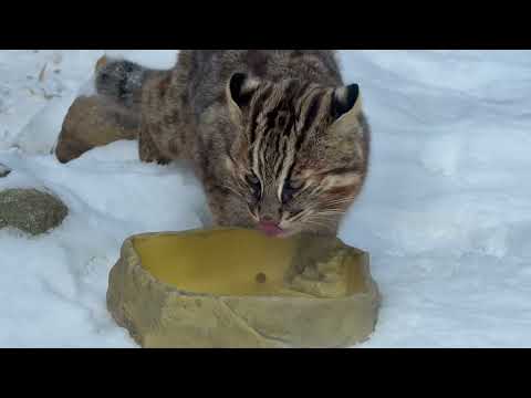 モグモグアカツキくん　ツシマヤマネコ　那須どうぶつ王国にて　2026年1月30日 サムネイル