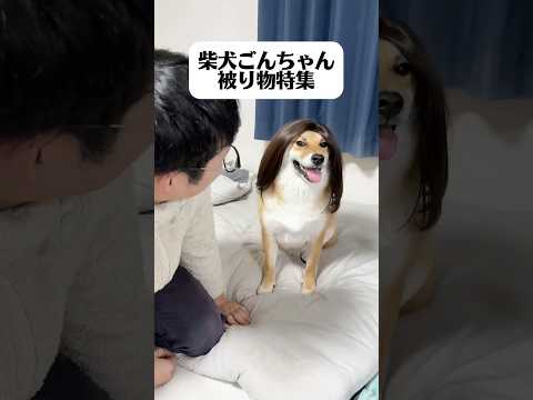 被り物がお気に入りのごんちゃん　柴犬 サムネイル