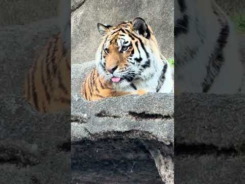 shorts サーシャの日　5歳の誕生日イベント　アムールトラ🐯　浜松市動物園　2026年2月14日　IMG 8525 サムネイル