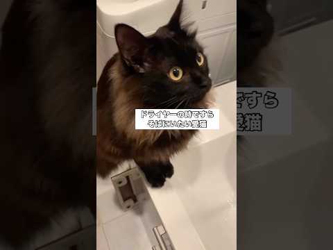 いつだってどんな時だって飼い主のそばにいたい猫 保護猫 黒猫 猫 shorts サムネイル