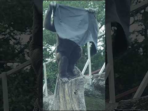 Gorilla Ringo高處鋪被可愛拍胸 gorillatag taipeizoo 金剛猩猩 台北市立動物園 cute サムネイル