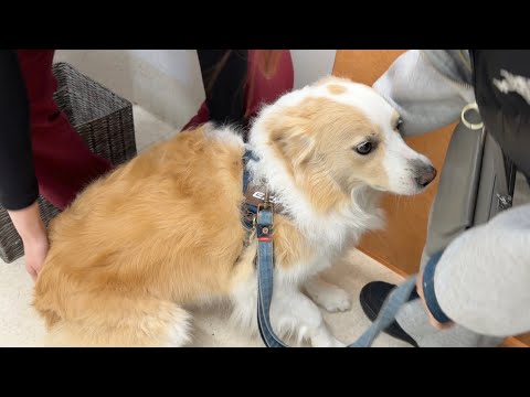 大嫌いな予防注射を目の前に腰を抜かして動けなくなる犬...【ボーダーコリー・ゴールデンレトリバー】 サムネイル