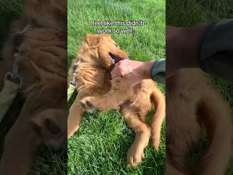 Did I do something wrong? サムネイル