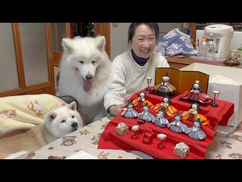 娘が誕生して、初めてのひな祭り準備、可愛い飾りつけに大喜びで参加するサモエドと柴犬 サムネイル