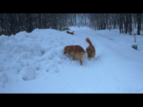 ミントの大冒険 がライブ配信中！ サムネイル