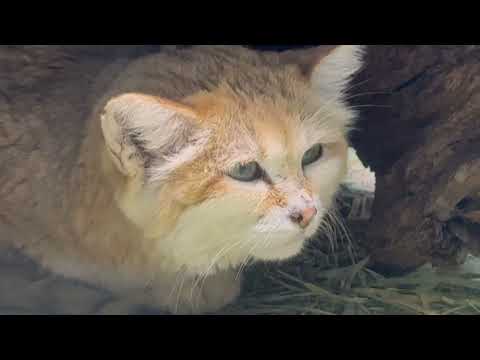 おはようシャリフくん　スナネコ　那須どうぶつ王国にて　2026年1月11日 サムネイル