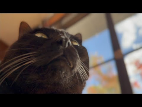 冬だけどちっとも寒くないよ　Dogs and Cats Gathering in the Sun サムネイル