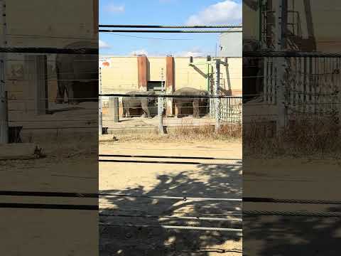 shorts ゾウさん　のんほいパーク　2025年2月7日  IMG 1956 サムネイル