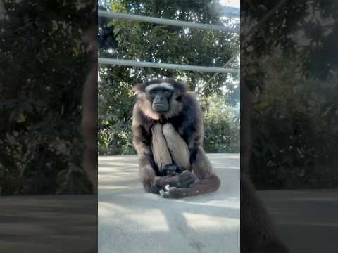 shorts これからもどうぞお元気で☺️ ピッピさん　ボルネオシロヒゲテナガザル　のんほいパークにて　2026年1月… サムネイル