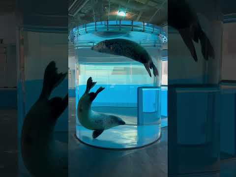 shorts ゴマフアザラシの茶々丸くんとしらたまくん　のんほいパークにて　2026年2月13日 サムネイル