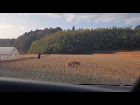 【何も起こりません】田んぼの自由時間を車からコッソリ撮影。コーム入れたり１時間のフリータイム。 サムネイル