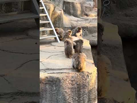 shorts ニホンザル　浜松市動物園　2026年2月14日　IMG 8533 サムネイル
