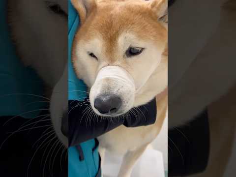 柴犬福 今年は心を入れ替え爪切りも騒がない柴犬🤣Good boy🤣shorts funnydog funny 柴犬 d… サムネイル