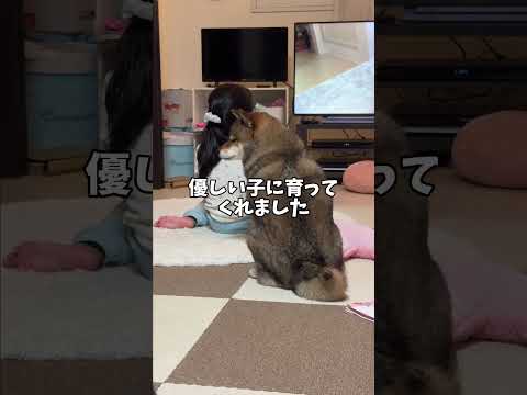柴犬は許す？ついに遺恨に決着？ サムネイル